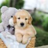 Image of Brooks, a Golden Retriever puppy