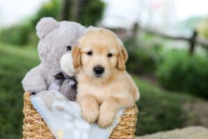 Image of Brooks, a Golden Retriever puppy