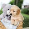 Image of Brooks, a Golden Retriever puppy