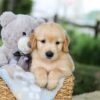 Image of Brooks, a Golden Retriever puppy