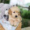 Image of Brooks, a Golden Retriever puppy