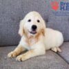 Image of Cassie (trained), a Golden Retriever puppy