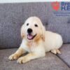Image of Cassie (trained), a Golden Retriever puppy