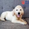 Image of Cassie (trained), a Golden Retriever puppy