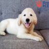 Image of Cassie (trained), a Golden Retriever puppy