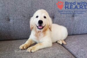 Image of Cassie (trained), a Golden Retriever puppy