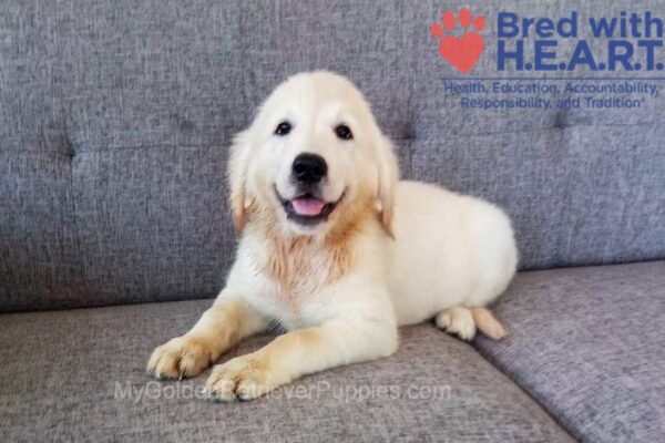 Image of Cassie (trained), a Golden Retriever puppy
