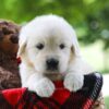Image of Cassie, a Golden Retriever puppy