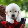 Image of Cassie, a Golden Retriever puppy