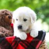 Image of Cassie, a Golden Retriever puppy