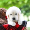 Image of Cassie, a Golden Retriever puppy