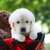Image of Cassie, a Golden Retriever puppy