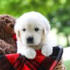 Image of Cassie, a Golden Retriever puppy
