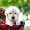 Image of Cassie, a Golden Retriever puppy