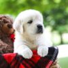 Image of Cassie, a Golden Retriever puppy