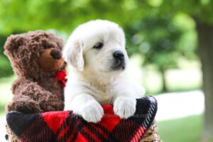 Image of Cassie, a Golden Retriever puppy