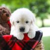 Image of Cassie, a Golden Retriever puppy