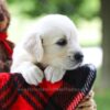 Image of Charming, a Golden Retriever puppy