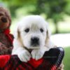Image of Charming, a Golden Retriever puppy