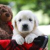 Image of Charming, a Golden Retriever puppy