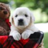 Image of Charming, a Golden Retriever puppy