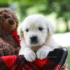 Image of Charming, a Golden Retriever puppy