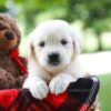 Image of Charming, a Golden Retriever puppy