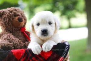 Image of Charming, a Golden Retriever puppy