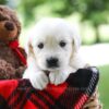 Image of Charming, a Golden Retriever puppy