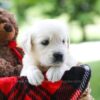 Image of Charming, a Golden Retriever puppy