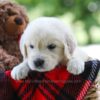 Image of Chloe, a Golden Retriever puppy