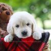 Image of Chloe, a Golden Retriever puppy