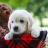 Image of Chloe, a Golden Retriever puppy