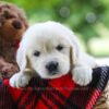 Image of Chloe, a Golden Retriever puppy