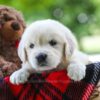 Image of Chloe, a Golden Retriever puppy