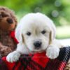 Image of Chloe, a Golden Retriever puppy