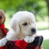 Image of Chloe, a Golden Retriever puppy