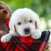 Image of Chloe, a Golden Retriever puppy