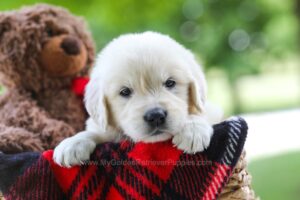 Image of Chloe, a Golden Retriever puppy