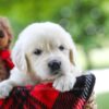Image of Chloe, a Golden Retriever puppy