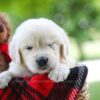 Image of Chloe, a Golden Retriever puppy