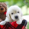 Image of Chloe, a Golden Retriever puppy