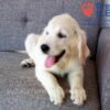 Image of Cindi, a Golden Retriever puppy