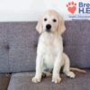 Image of Cindi, a Golden Retriever puppy