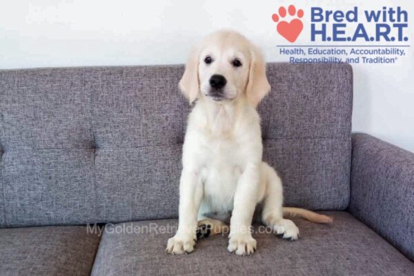 Image of Cindi, a Golden Retriever puppy