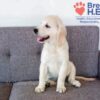 Image of Cindi, a Golden Retriever puppy