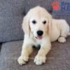 Image of Cindi, a Golden Retriever puppy