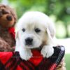 Image of Cindi, a Golden Retriever puppy