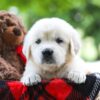 Image of Cindi, a Golden Retriever puppy