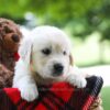Image of Cindi, a Golden Retriever puppy